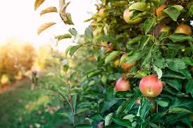 خرید و قیمت سیب درختی  + فروش عمده